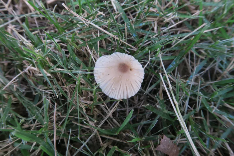 Conocybe apala 1 - IMG_1565